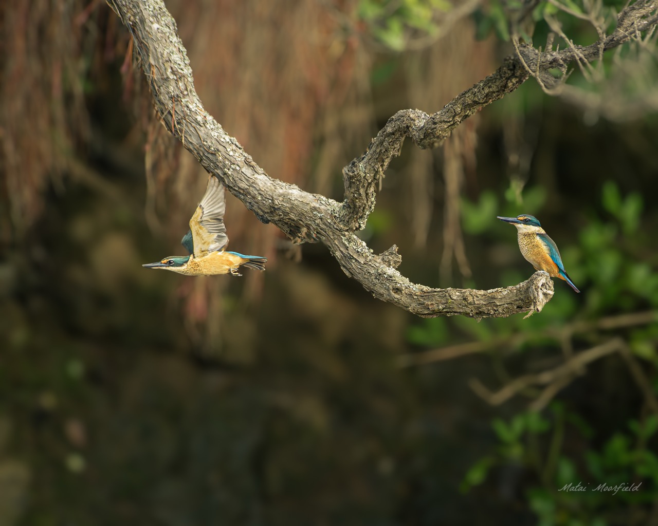 New Zealand Kingfisher Kotare taking flight from a branch